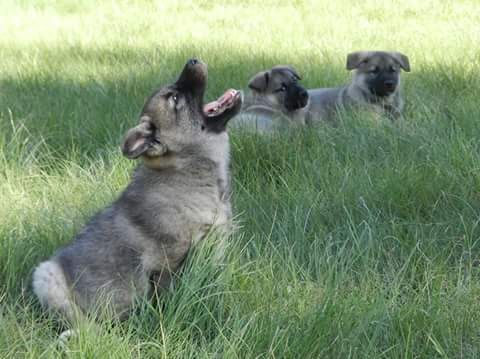 chiot Chien d'elan norvegien gris Du Grand Parpaillon